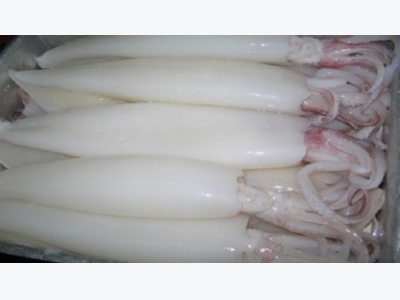Cuttlefish, squid, octopus exports on the rise