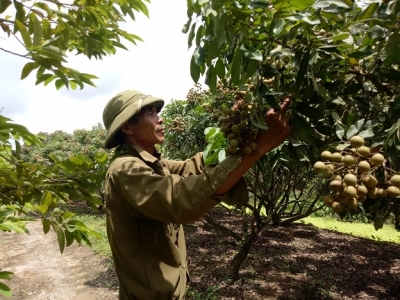 Trồng 5ha nhãn Hương Chi, thu 20 tấn quả, lãi nửa tỷ đồng/năm