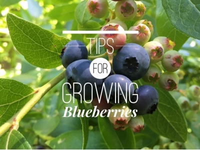 Growing Blueberry Bushes: Tips for Success