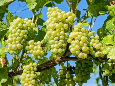 Table grape farmers success