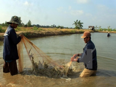 Mekong Delta records over 12,000ha of damaged crustacean farms in H1
