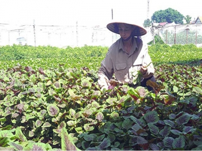 Vietnams organic farming expansion faster than world average
