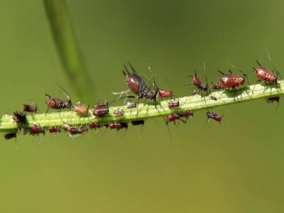 Nông dân Uganda sử dụng thuốc trừ sâu hữu cơ