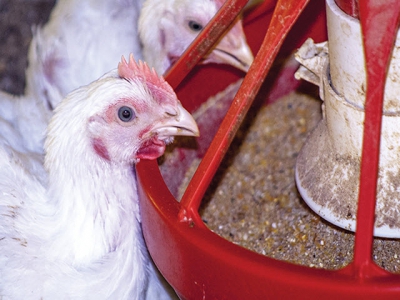 Nutrition, feeding issues impact broiler breeder feathering