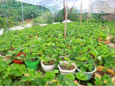Phát triển kinh tế từ trồng dâu Tây