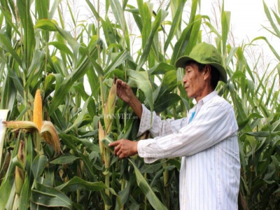 Farmers optimistic about genetically modified maize