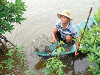 Cà Mau: Nhân rộng mô hình nuôi cua bán thâm canh hai giai đoạn