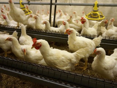 Tác dụng của tỏi trên Escherichia coli và năng suất của gà