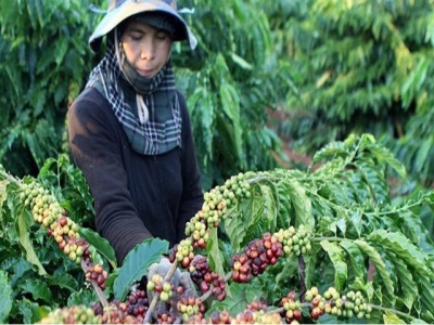 Promoting high quality coffee production