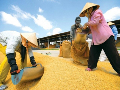 Revenue from rice exports sees year-on-year increase of 32 percent