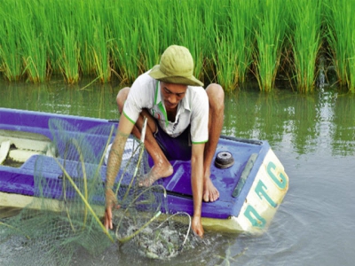 Nâng tầm tôm sinh thái trên thị trường