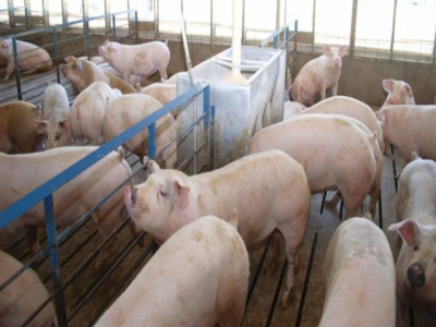 Maschhoffs launches farm-to-table pig production experience