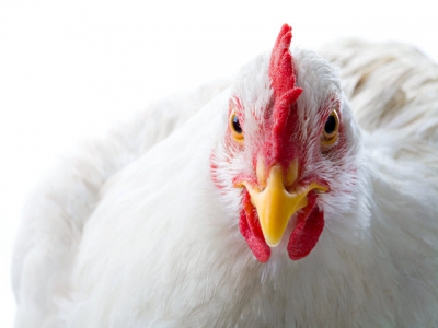 Are broiler feed prestarters worth the cost?