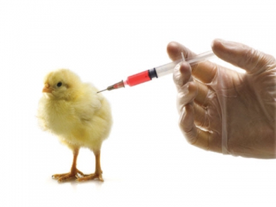 Kháng sinh có khả năng kích thích đáp ứng miễn dịch với vắc xin trên gia cầm?