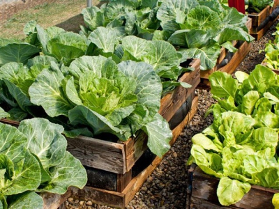 Spacing cabbages for the correct size