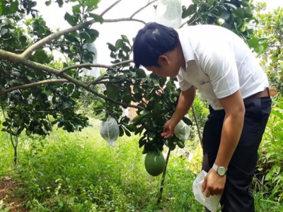 Bình Phước farmers reel in big profits from citrus fruits