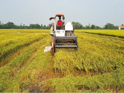 Rice exports to China plummet in H1