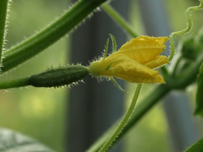 The Secret To Wildly Increasing Cucumber Yields