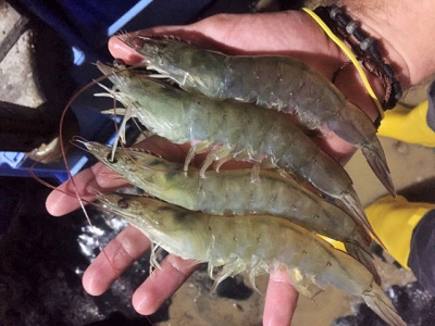 Current production, challenges and the future of shrimp farming