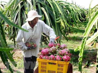 Tiền Giang to expand dragon fruit growing area
