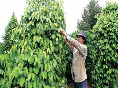 Pepper prices will struggle to recover this year: MARD