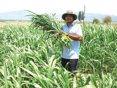 Ghi nhận từ những mô hình khuyến nông