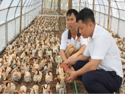 Developing hi-tech agriculture in upland areas