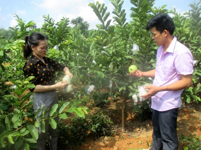 Thái Nguyên: Triển vọng từ trồng ổi lê Đài Loan