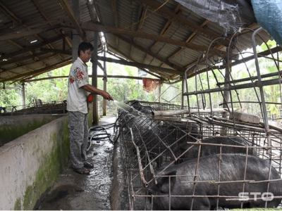 Thu nhập cao nhờ nuôi heo rừng