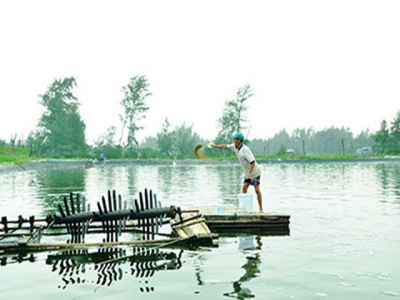 Khắc phục tình trạng tôm bị bệnh phân trắng và đục nước ao tôm