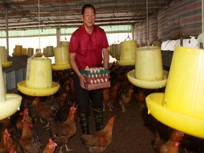 Chăn nuôi gà sinh sản cho thu nhập khá