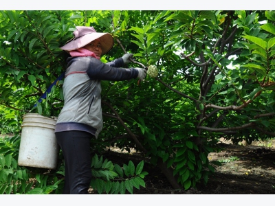 Nhộn nhịp nghề hái thuê mãng cầu na dưới chân núi Bà Đen