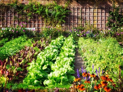 Get the balance right in your vegetable garden