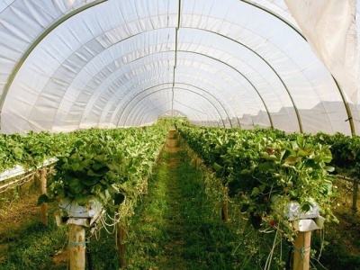 Ensuring optimal greenhouse irrigation