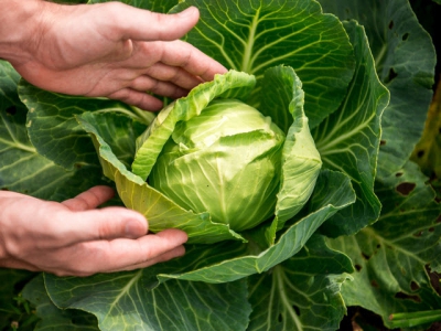 What your cabbage seedlings should look like