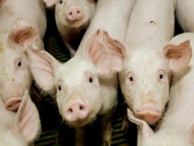 Protein digestibility of grain, oilseed co-products examined for young pigs