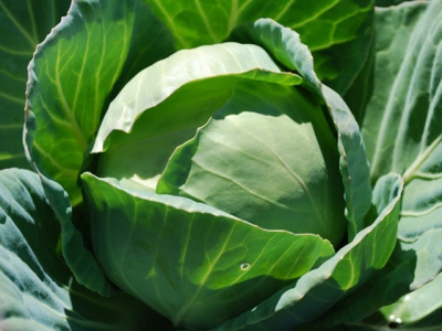 Soil pH – the cure for clubroot in cabbages
