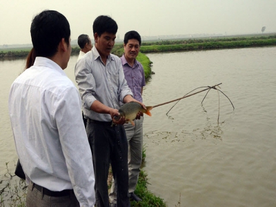 Nuôi cá theo tiêu chuẩn VietGAP đem lại hiệu quả tích cực