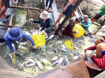 Agro-forestry-fishery exports hit 22.2 billion USD in first seven months