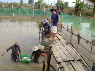 Nuôi thủy sản chất lượng cao ở Tánh Linh