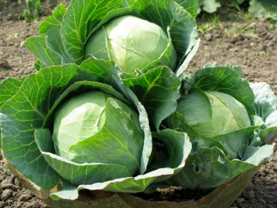 Safeguarding soil fertility to cabbage maturity