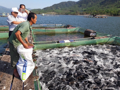 Bình Định: Nông dân làm giàu nhờ nuôi cá lồng
