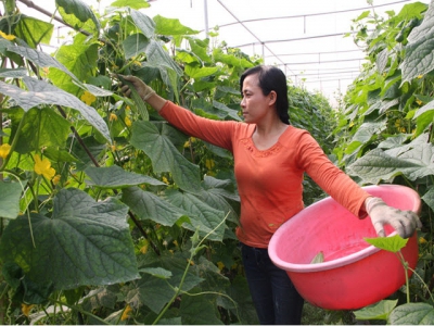Viet Yen develops VietGAP specialized agricultural production areas