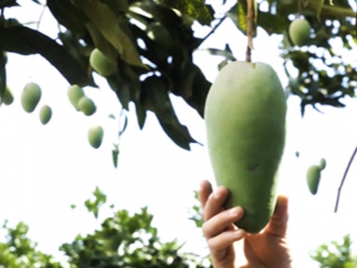 Quy trình trồng xoài tượng Sơn La phục vụ xuất khẩu