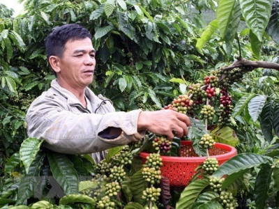 Vietnam seeks to increase value of coffee products