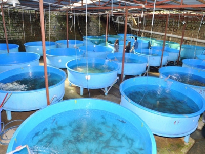 US RAS organization calls for feed research, alternatives to ocean-based fish farming