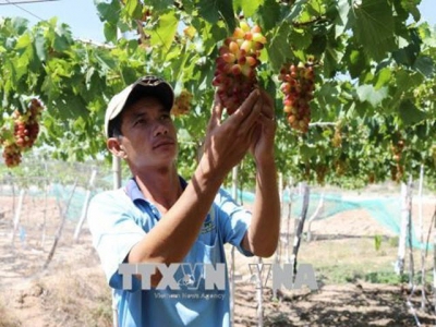 Ninh Thuận to grow more of new, high-quality grape