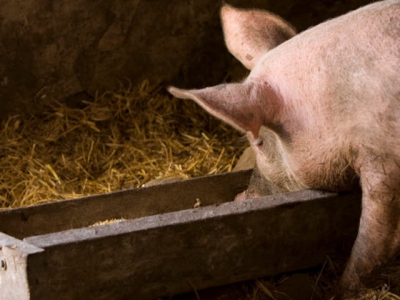 Sử dụng bột riềng thay thế kháng sinh trong khẩu phần lợn thịt
