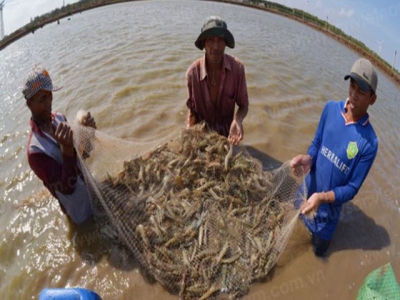 Benefits from CPTPP to shrimp exports not much