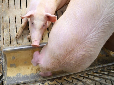 Projects aim to improve feed efficiency, meat quality